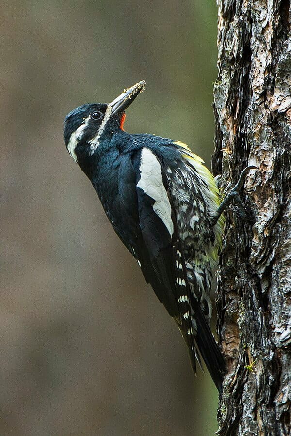 Williamson’s Sapsucker
