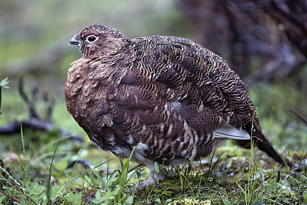 Willow Ptarmigan