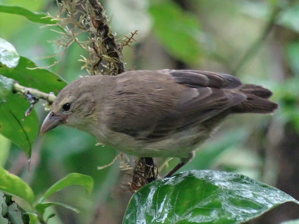 Woodpecker Finch