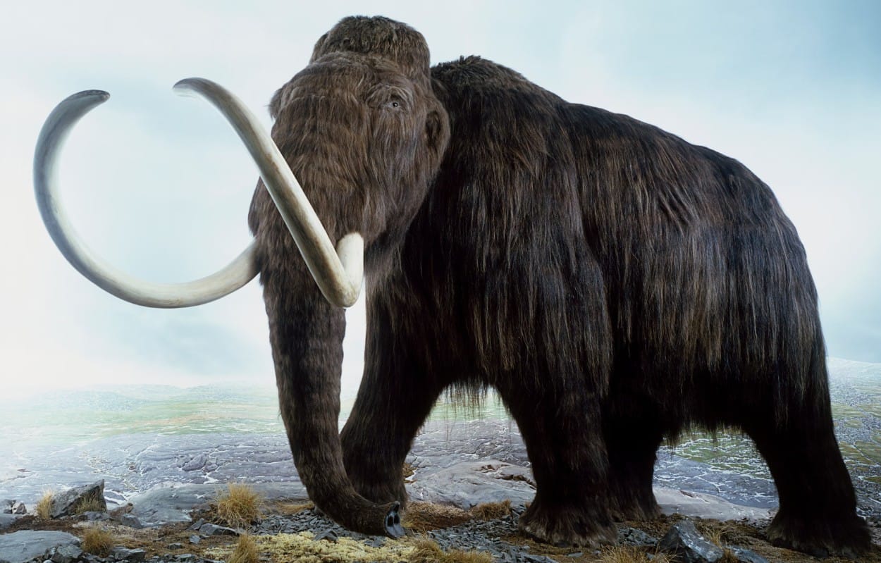 Woolly Mammoth