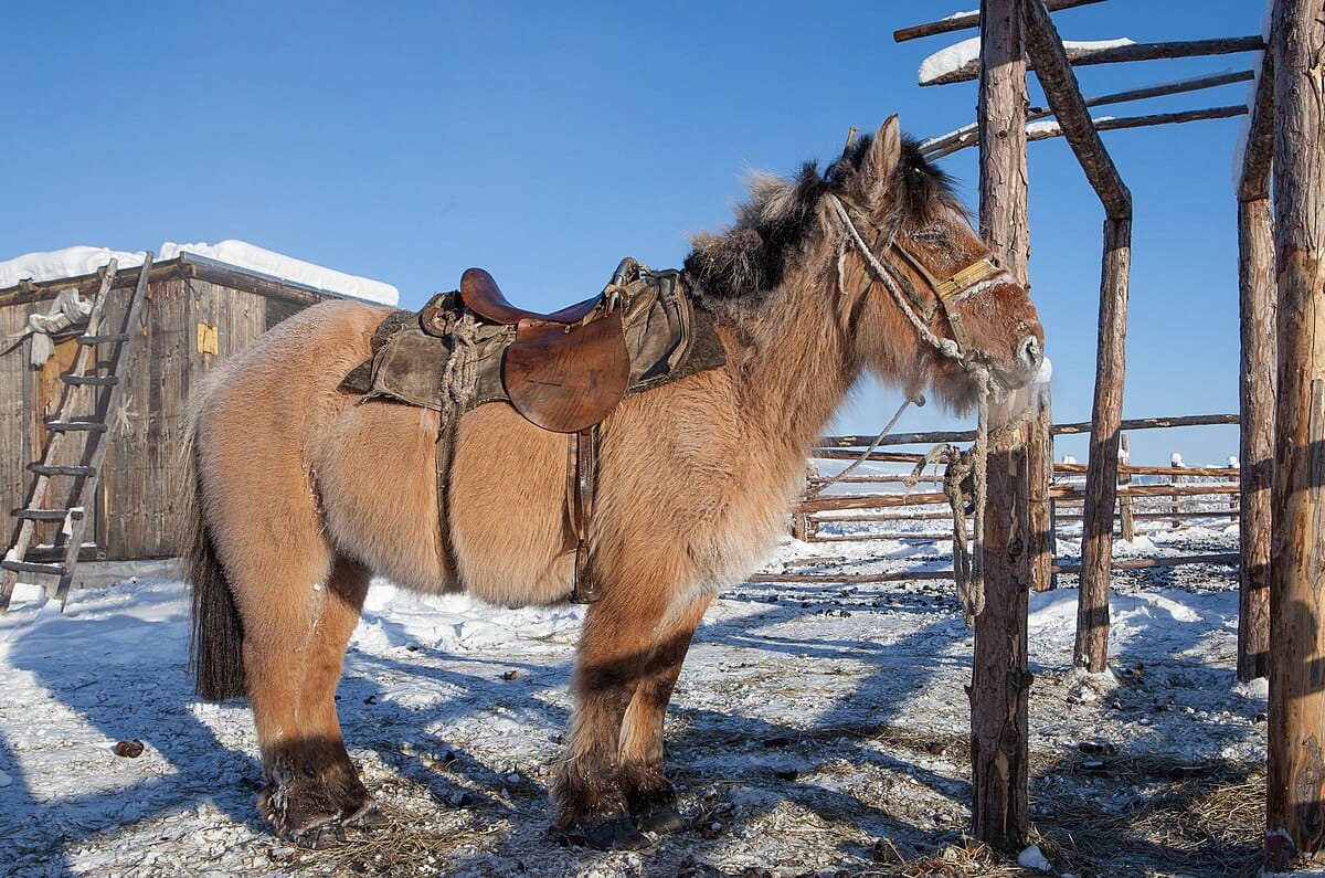 Yakutian Horse