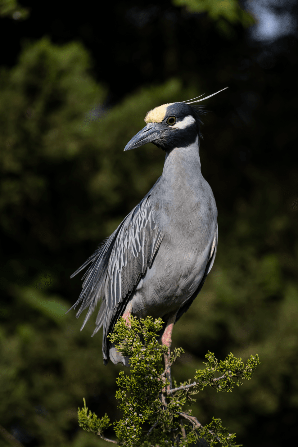 Yellow-crowned Night Heron
