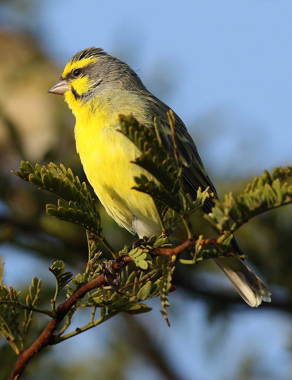 Yellow-fronted Canary