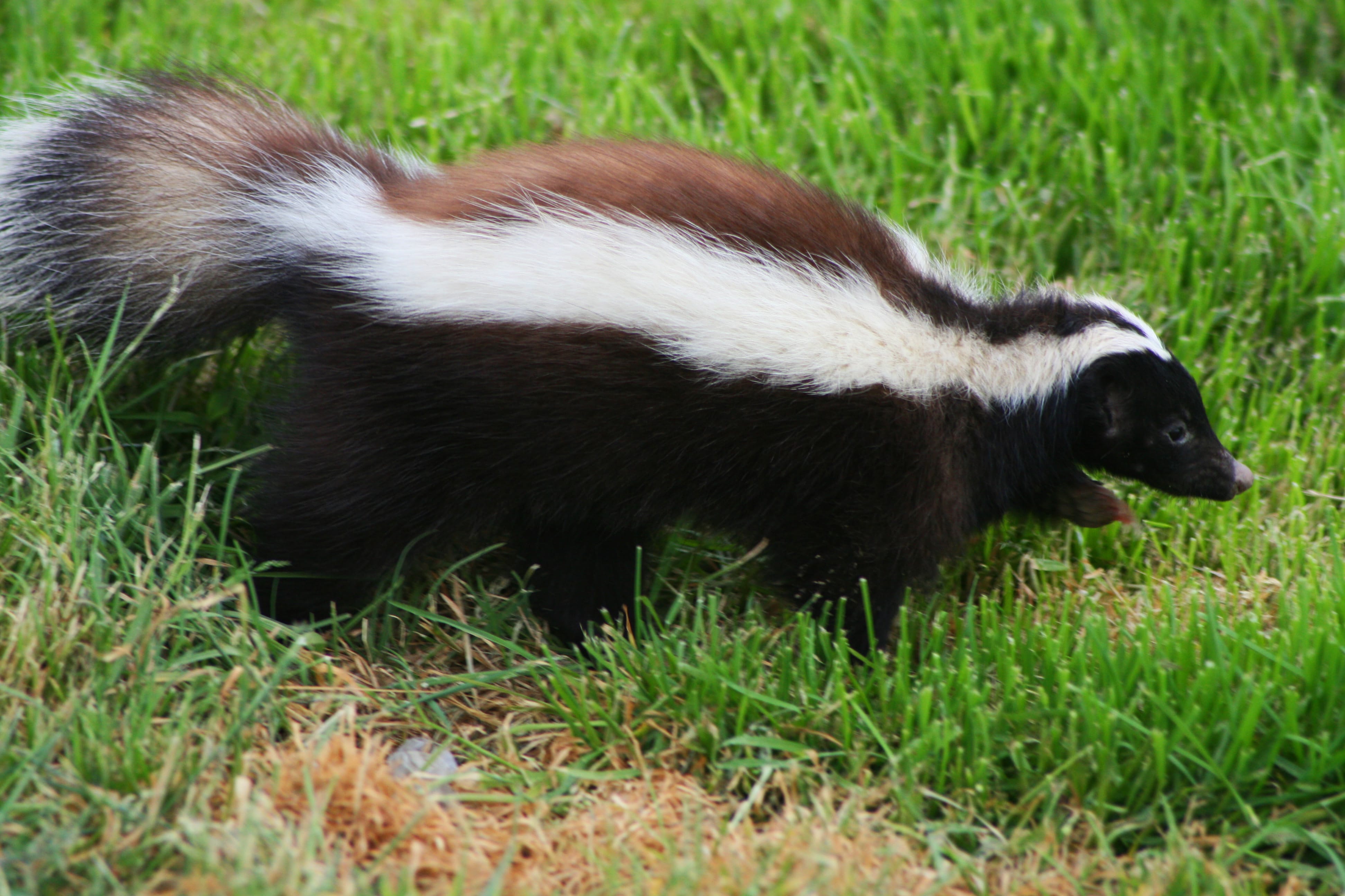 Striped Hog-nosed Skunk