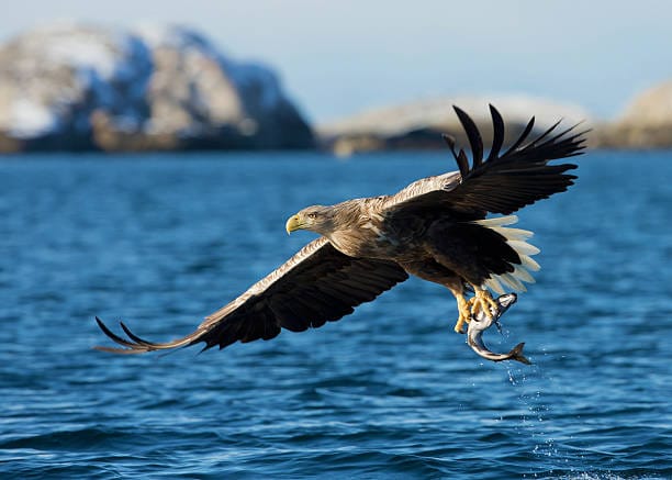 TYPES OF EAGLE