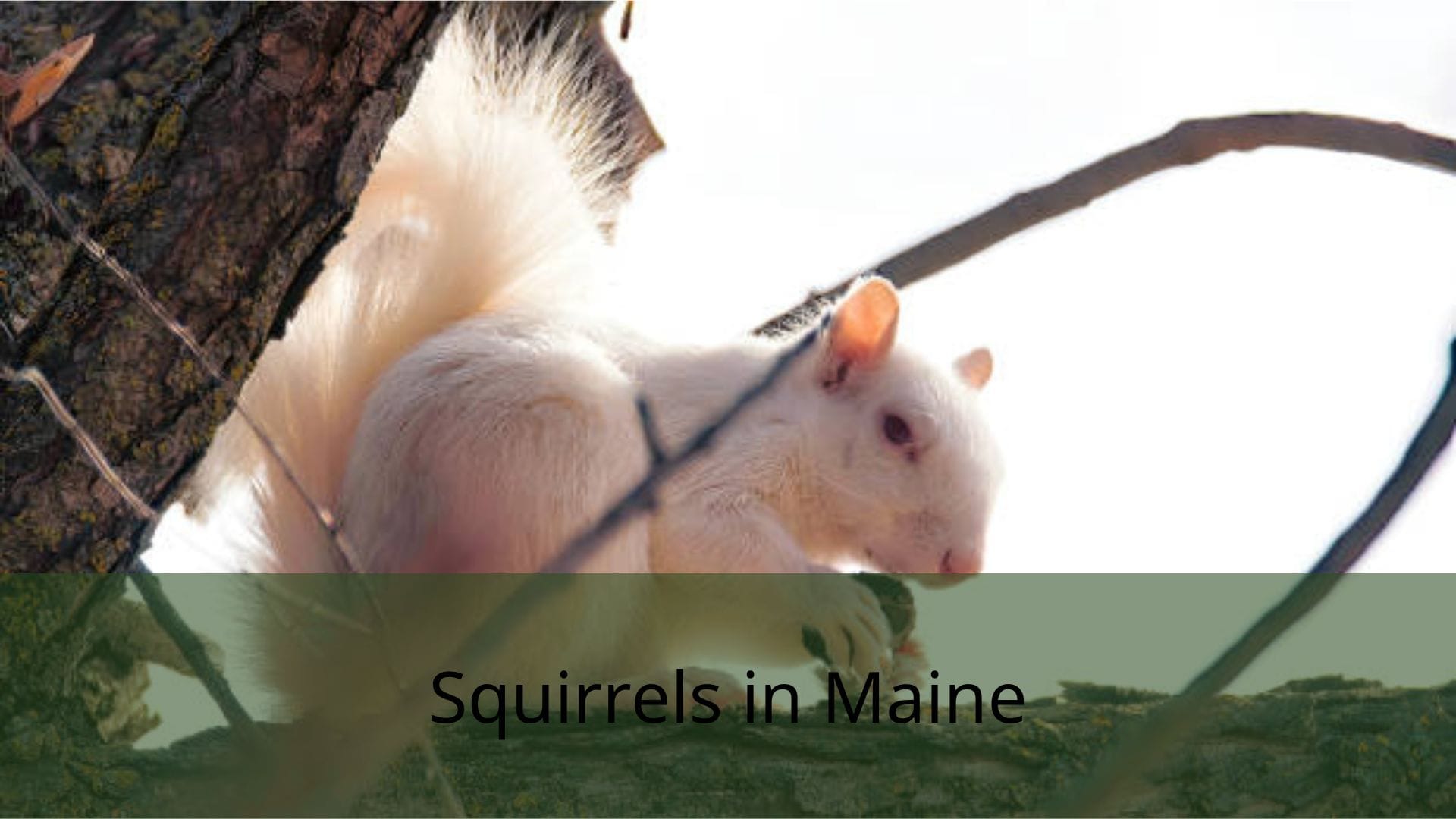 squirrels-in-Maine