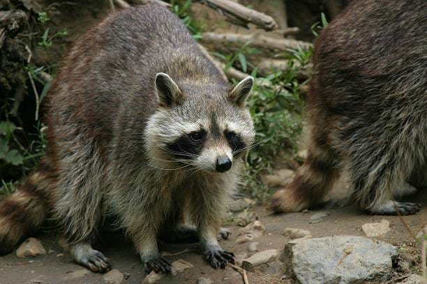 Common-Raccoon