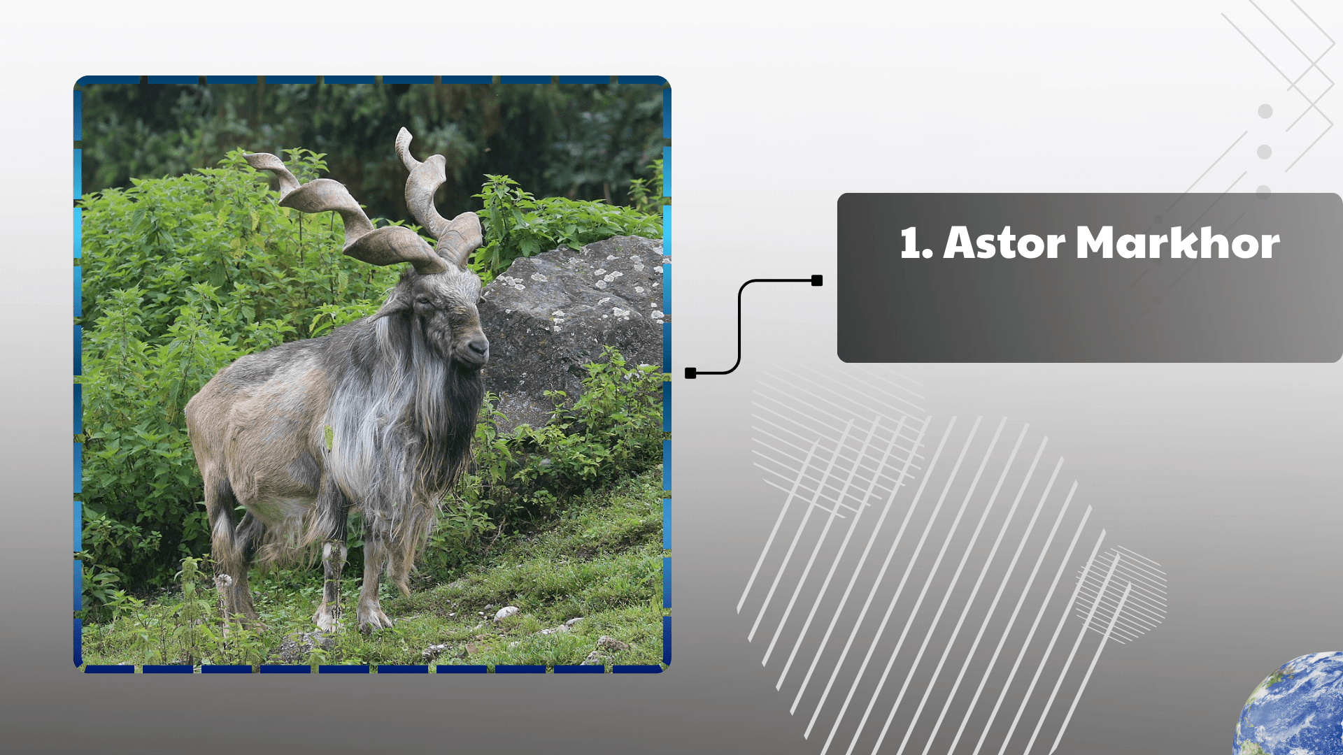 Astor Markhor
