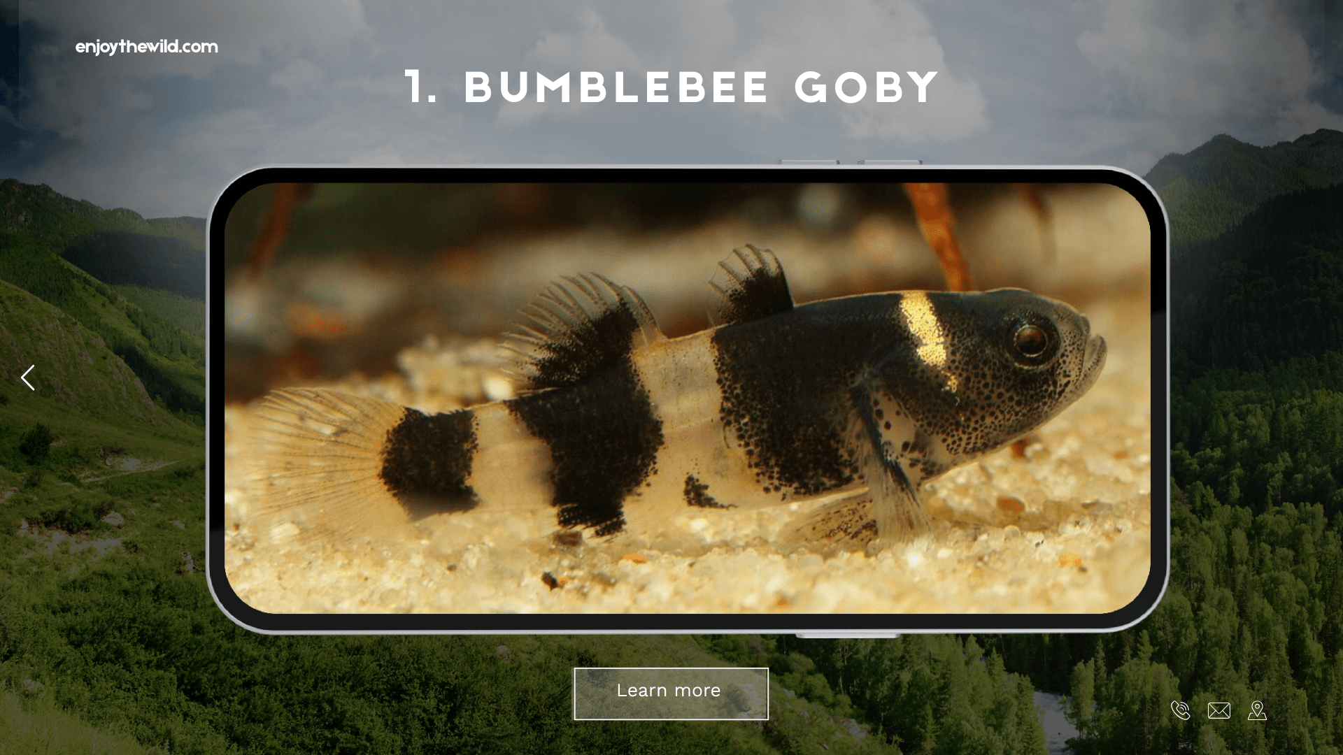 Bumblebee Goby