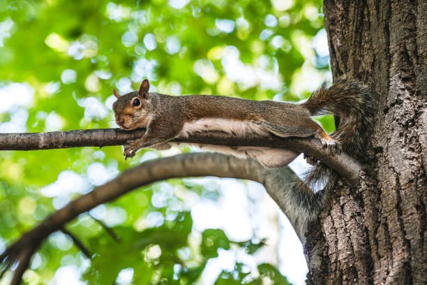 Eastern-Gray-Squirrel