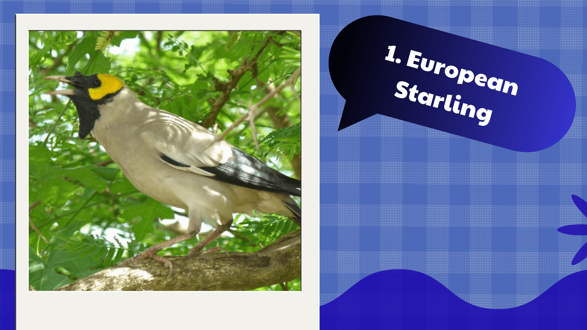 European Starling