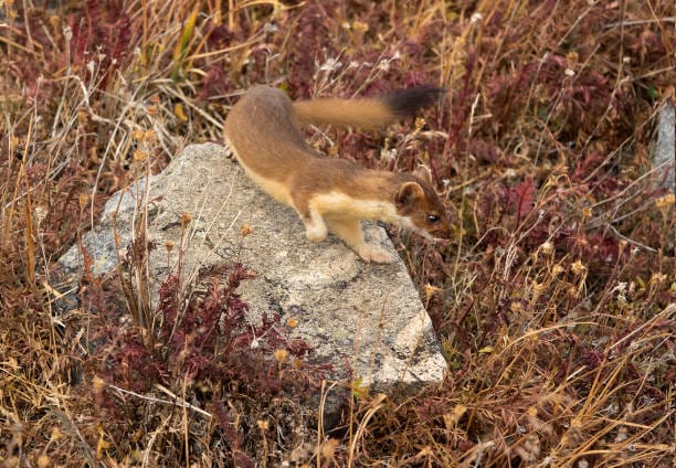 Long-Tailed-Weasel