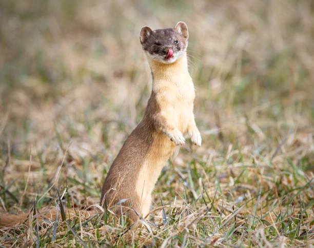 Long-Tailed-Weasel