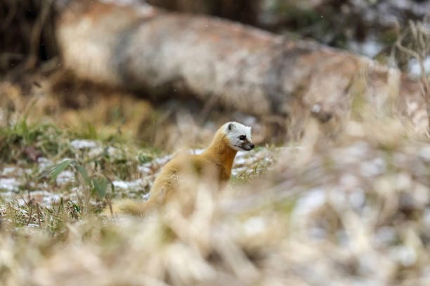 -Mustela-richardsonii