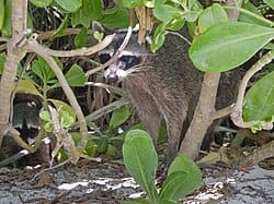 Mexican-Highlands-Raccoon