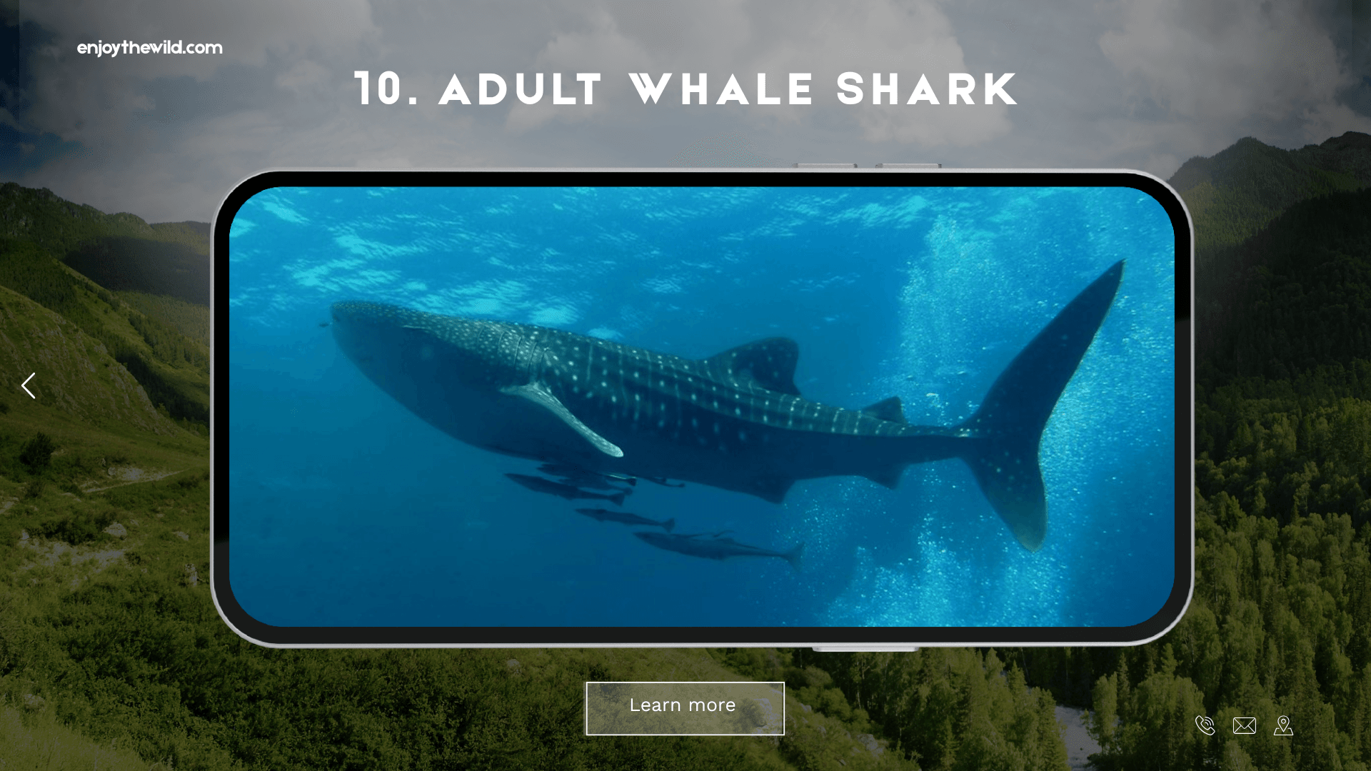 Adult Whale Shark