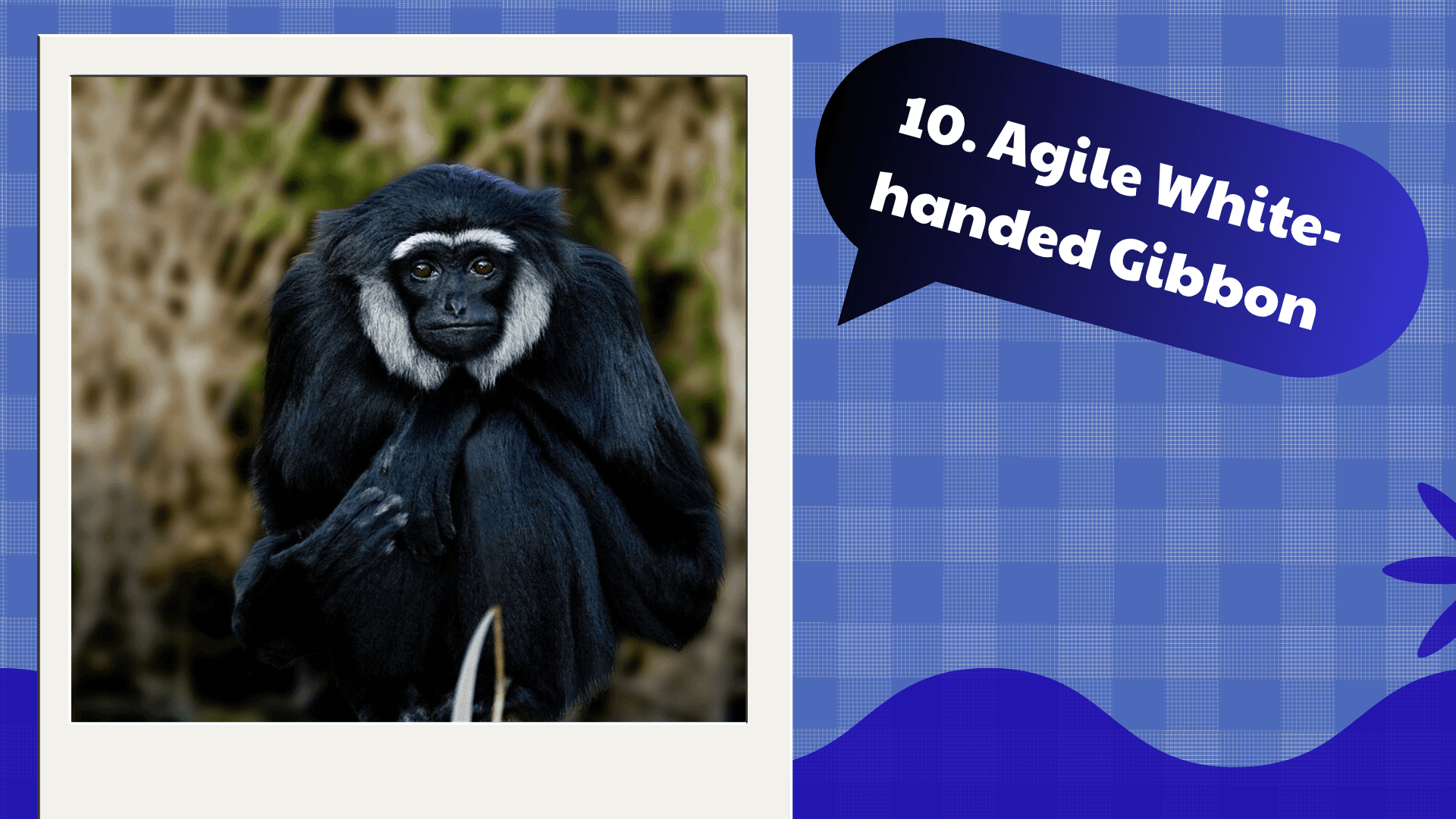 Agile White-handed Gibbon Complex