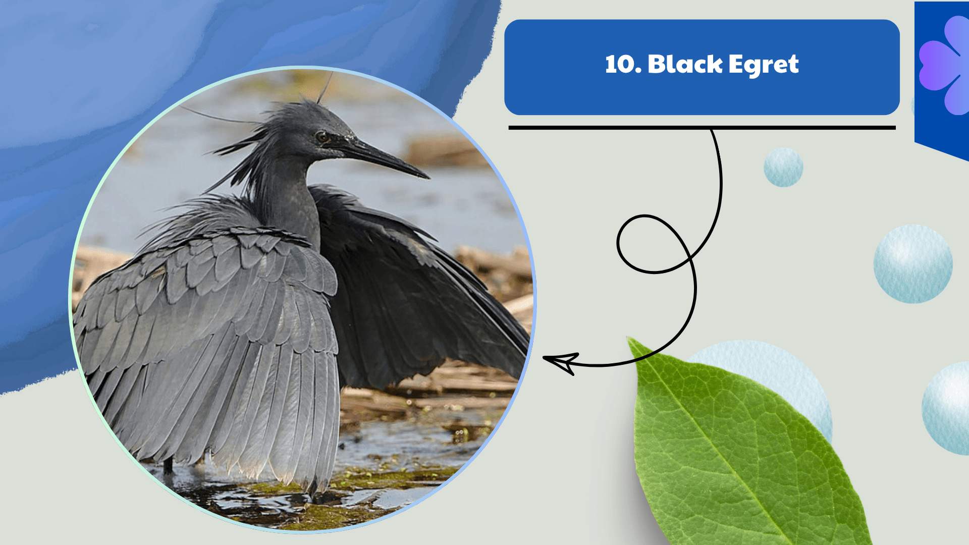 Black Egret