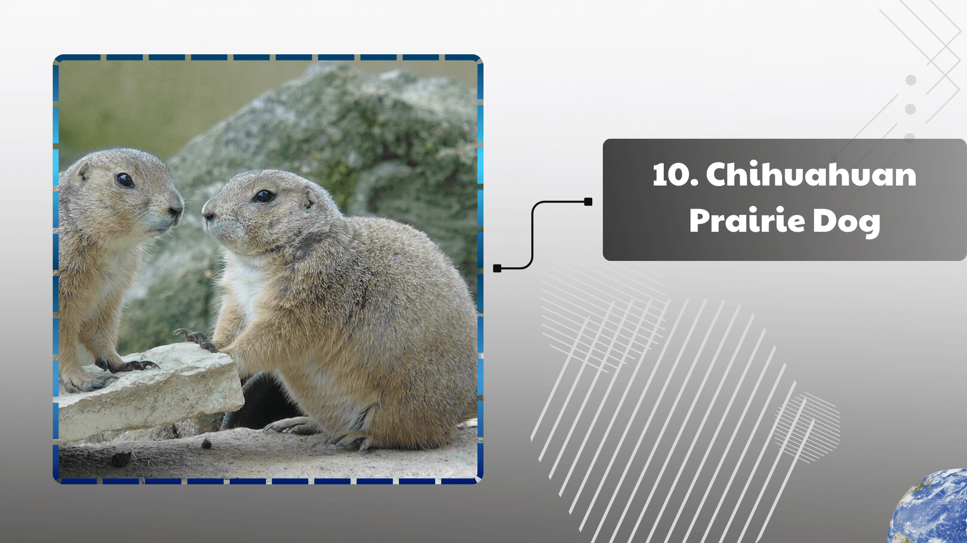 Chihuahuan Prairie Dog