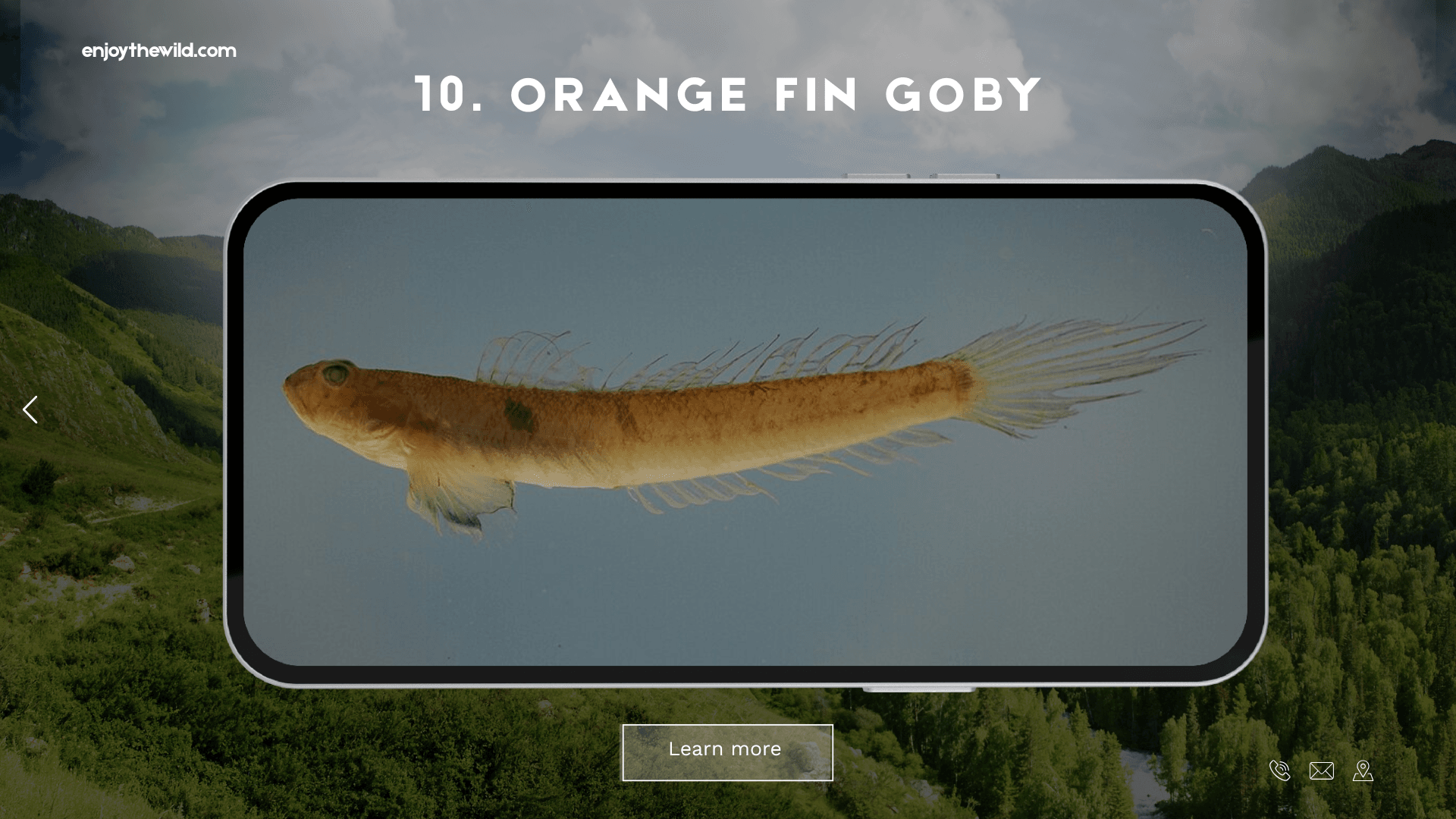 Orange Fin Goby