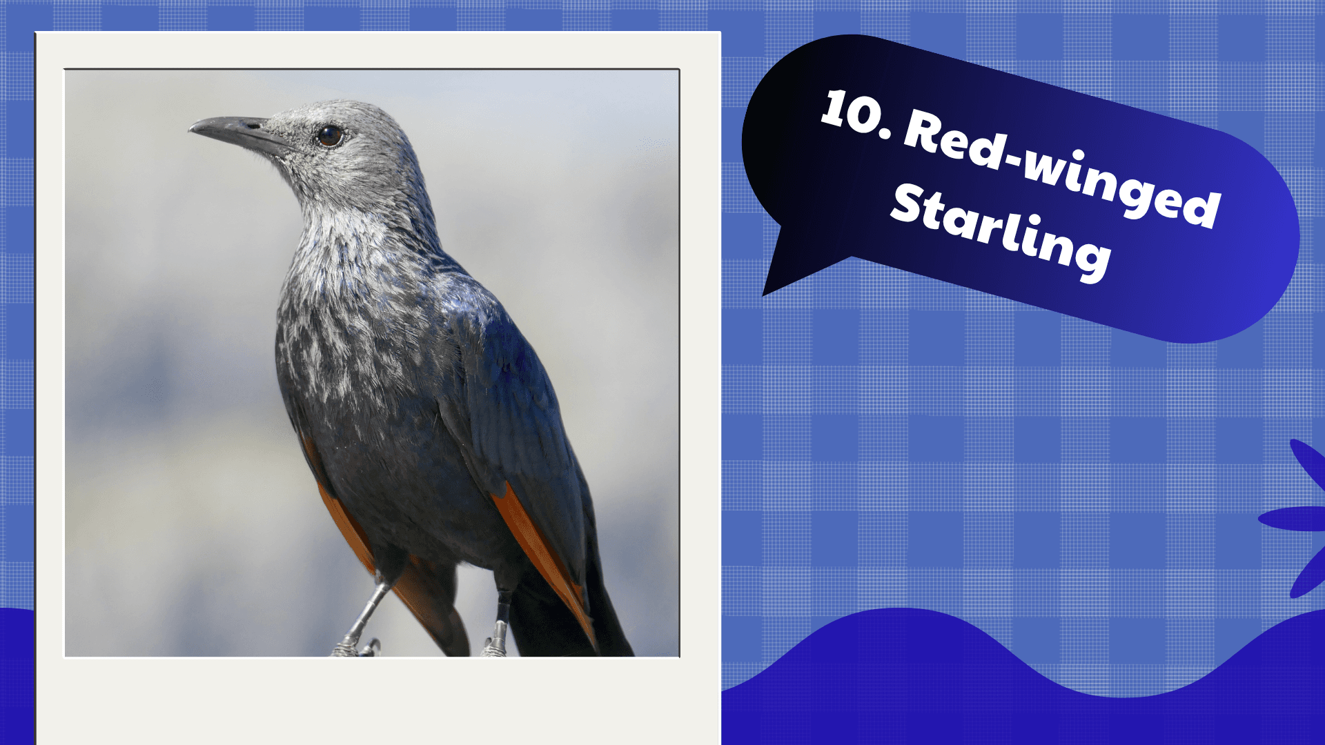 Red-winged Starling