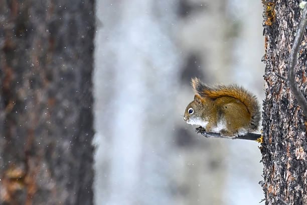 -Tamiasciurus-hudsonicus