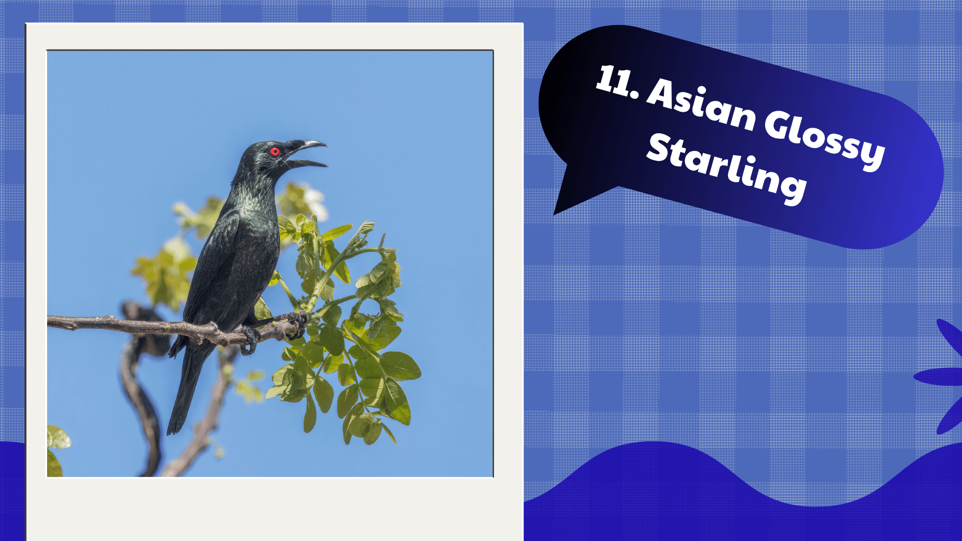 Asian Glossy Starling
