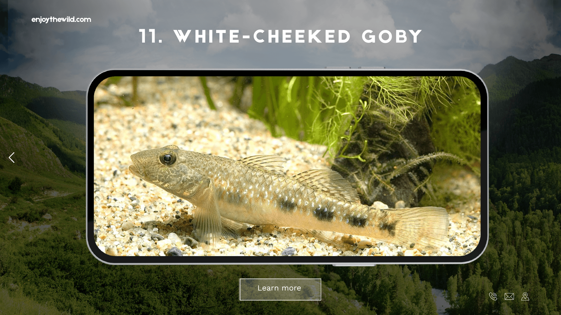 White-Cheeked Goby