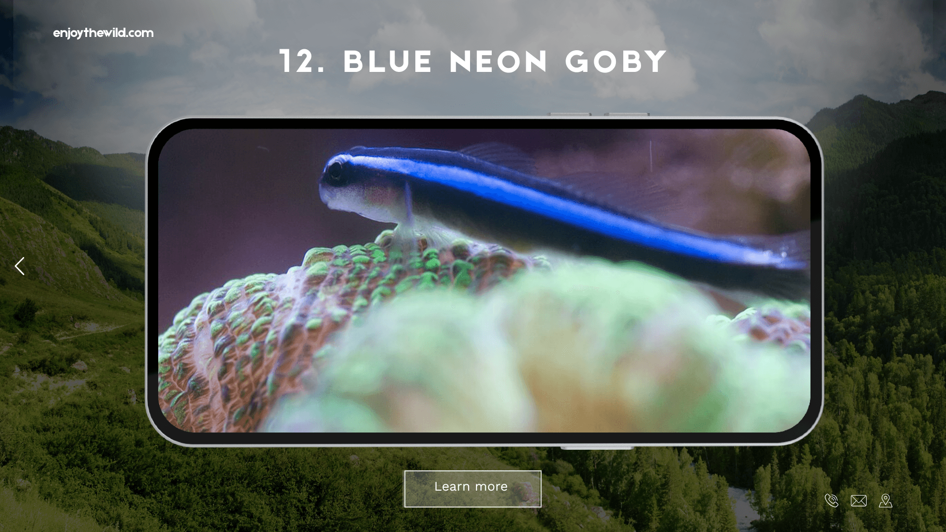 Blue Neon Goby