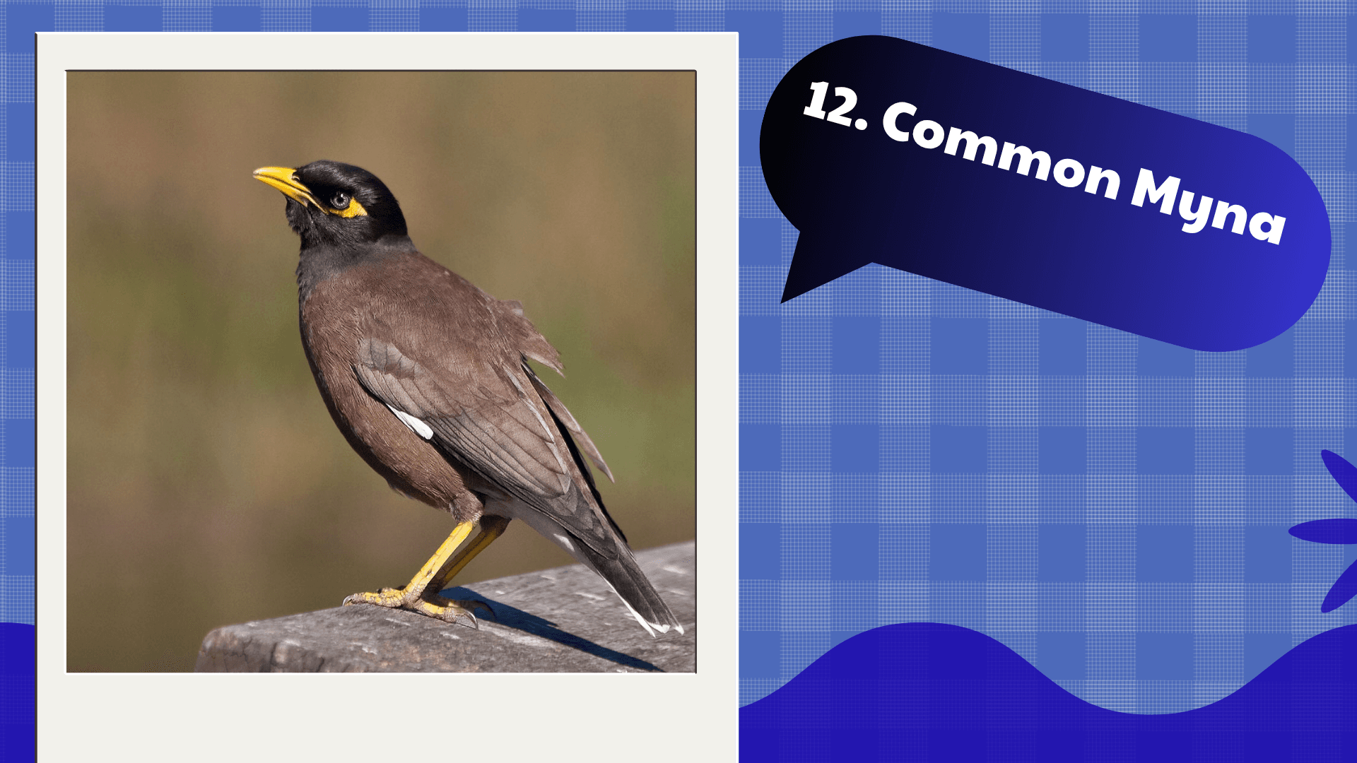 Common Myna