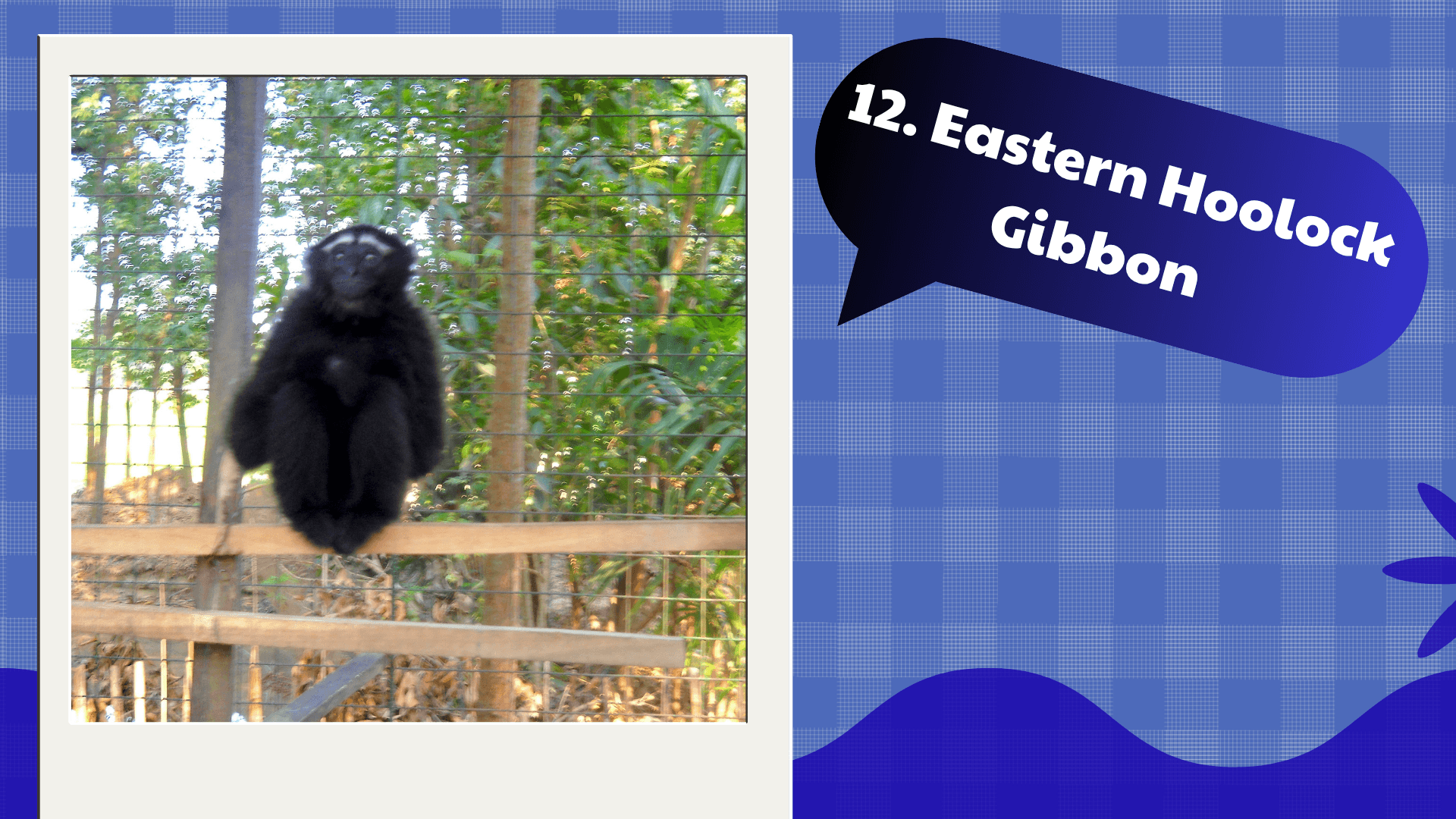 Eastern Hoolock Gibbon