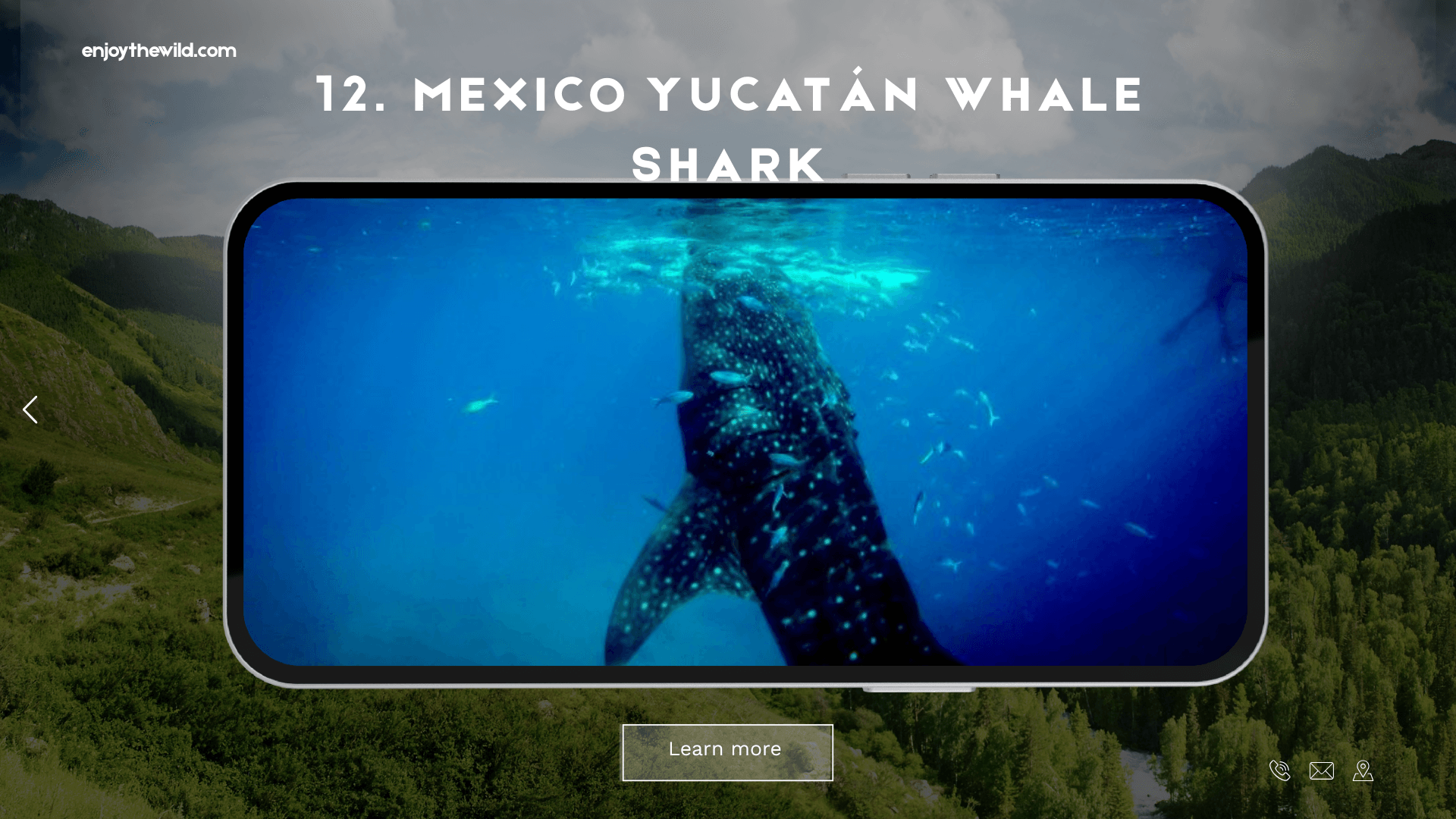 Mexico Yucatán Whale Shark