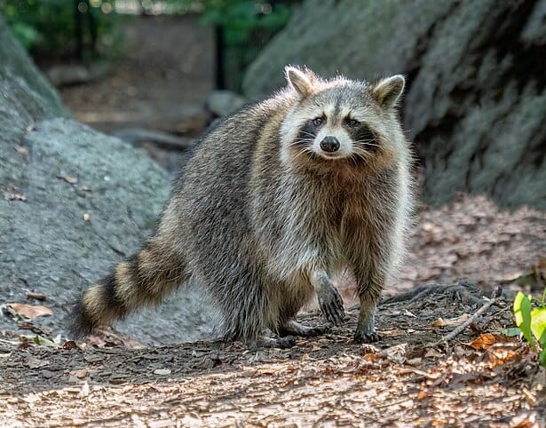 Mississippi-Delta-Raccoon