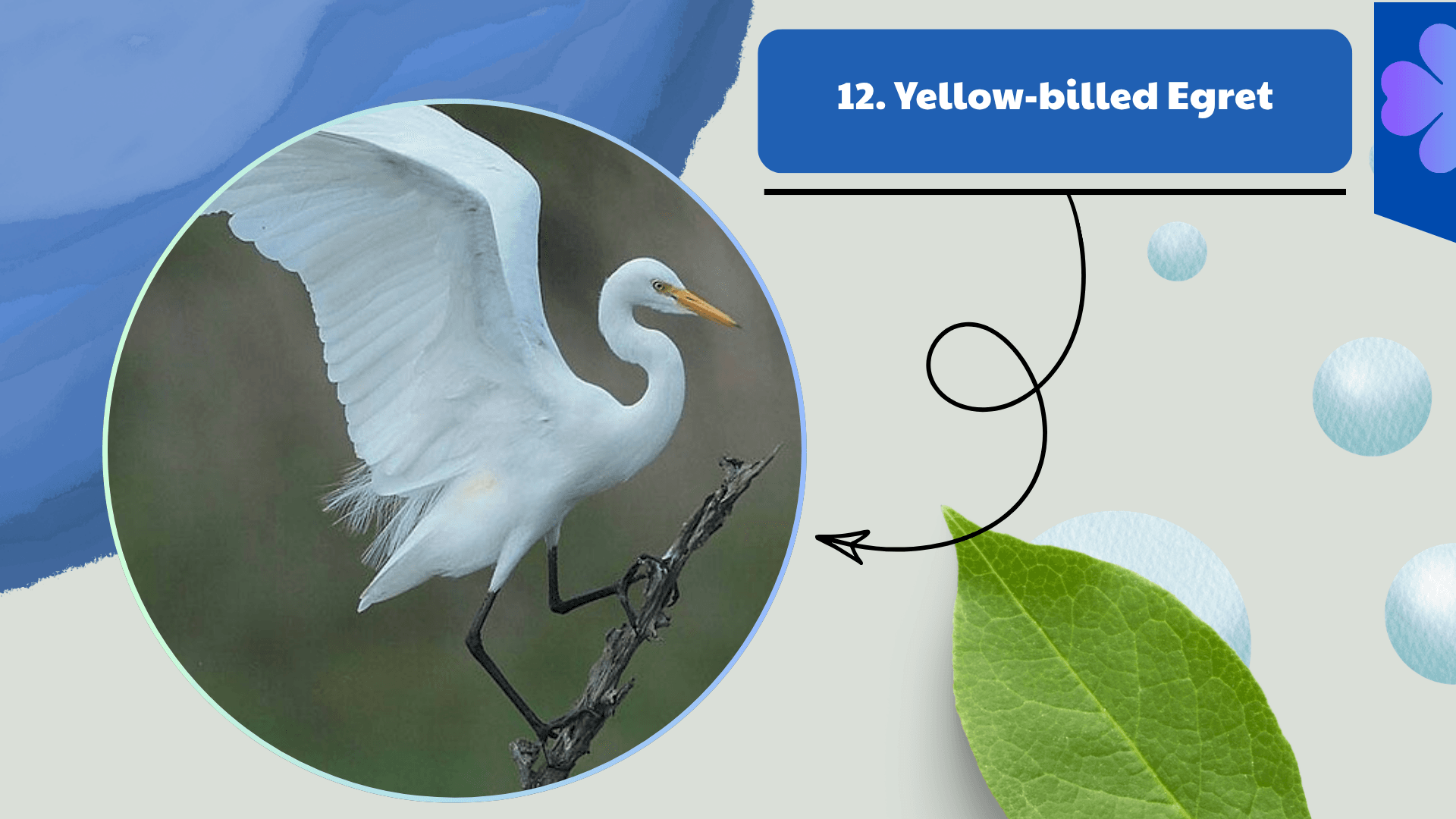 Yellow-billed Egret