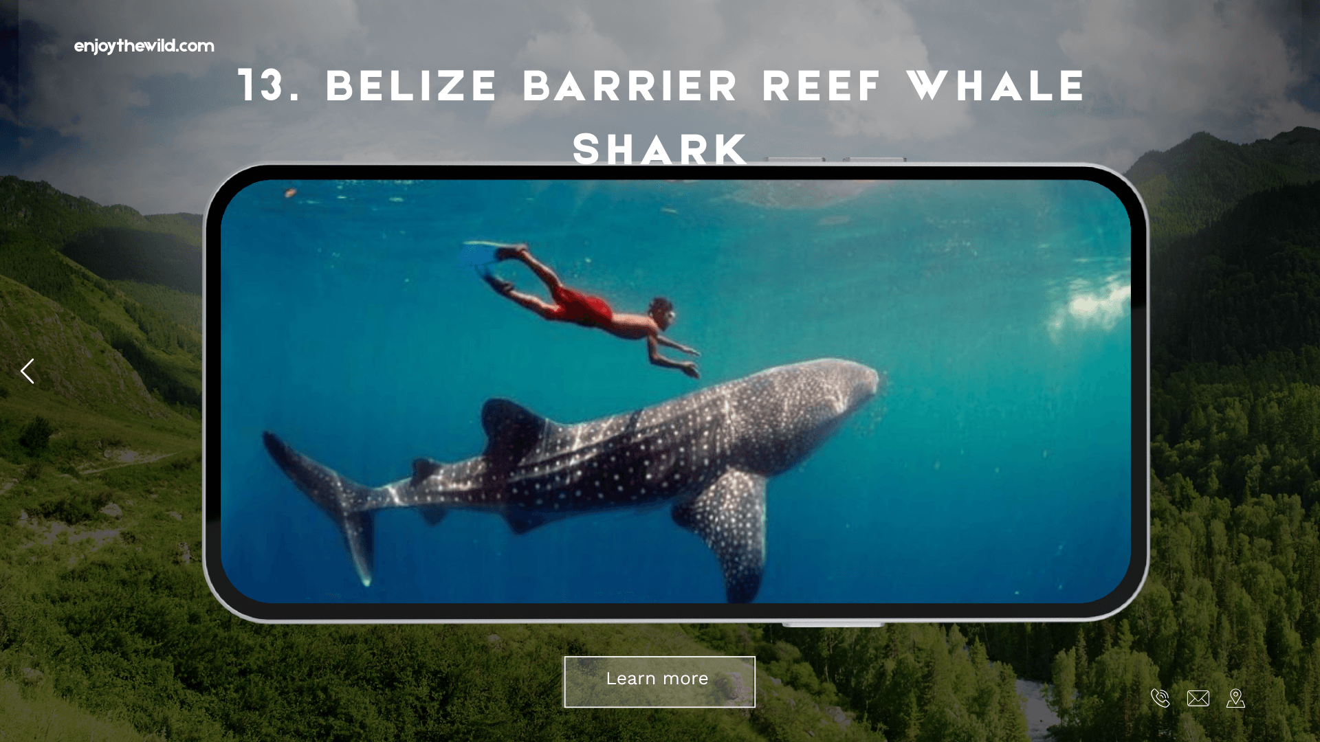 Belize Barrier Reef Whale Shark