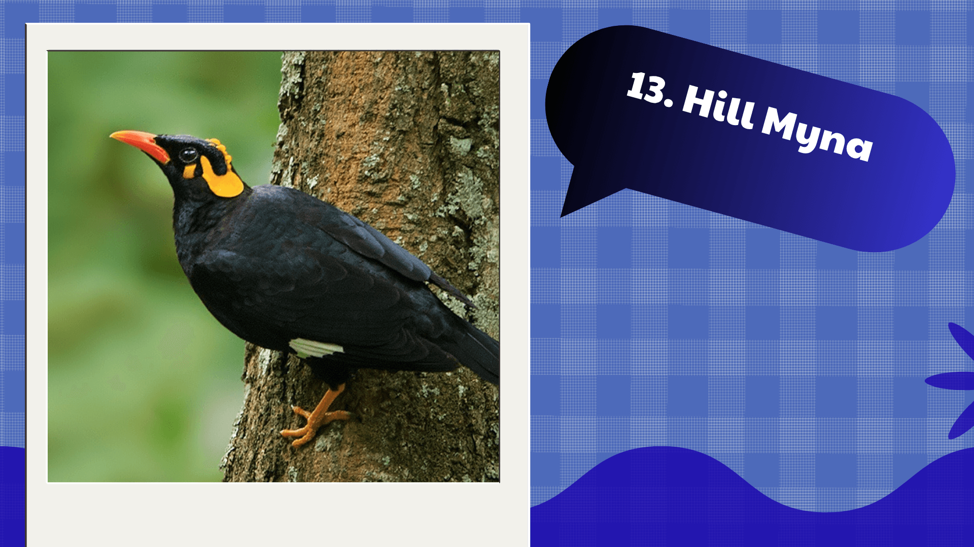 Hill Myna