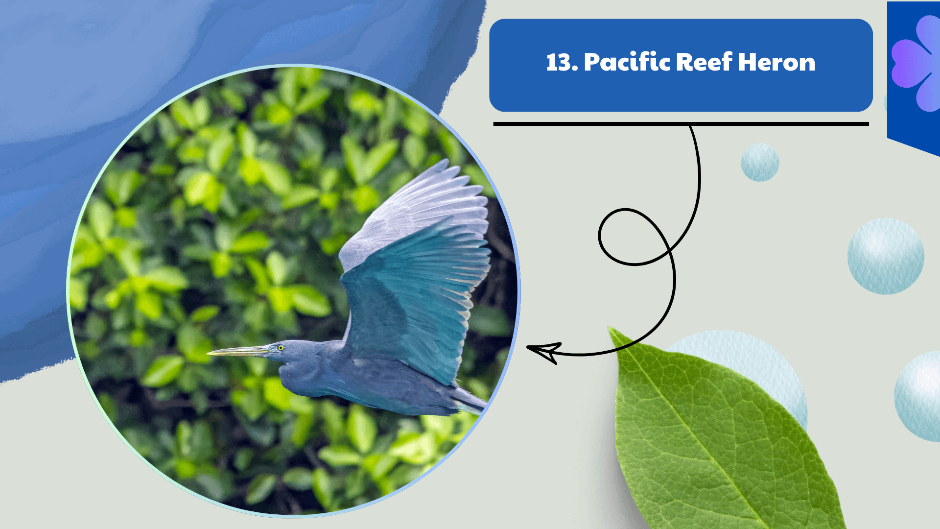 Pacific Reef Heron