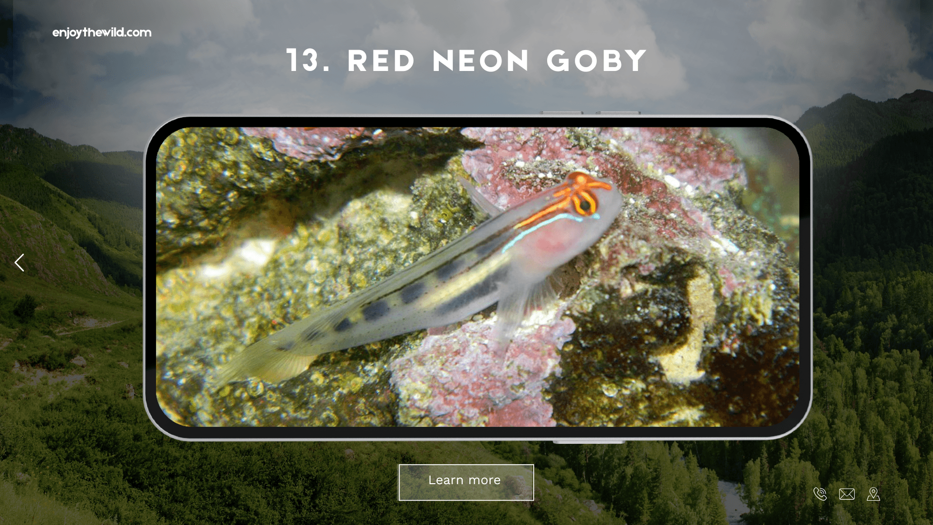 Red Neon Goby