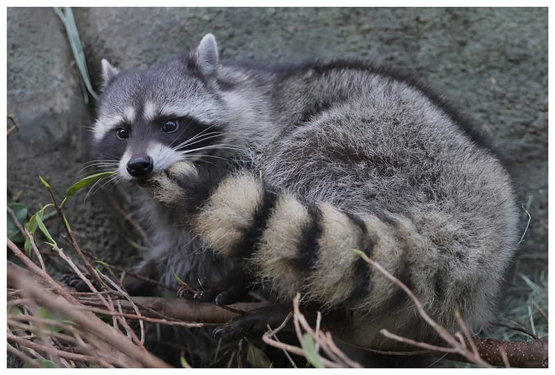 Saint-Simons-Island-Raccoon
