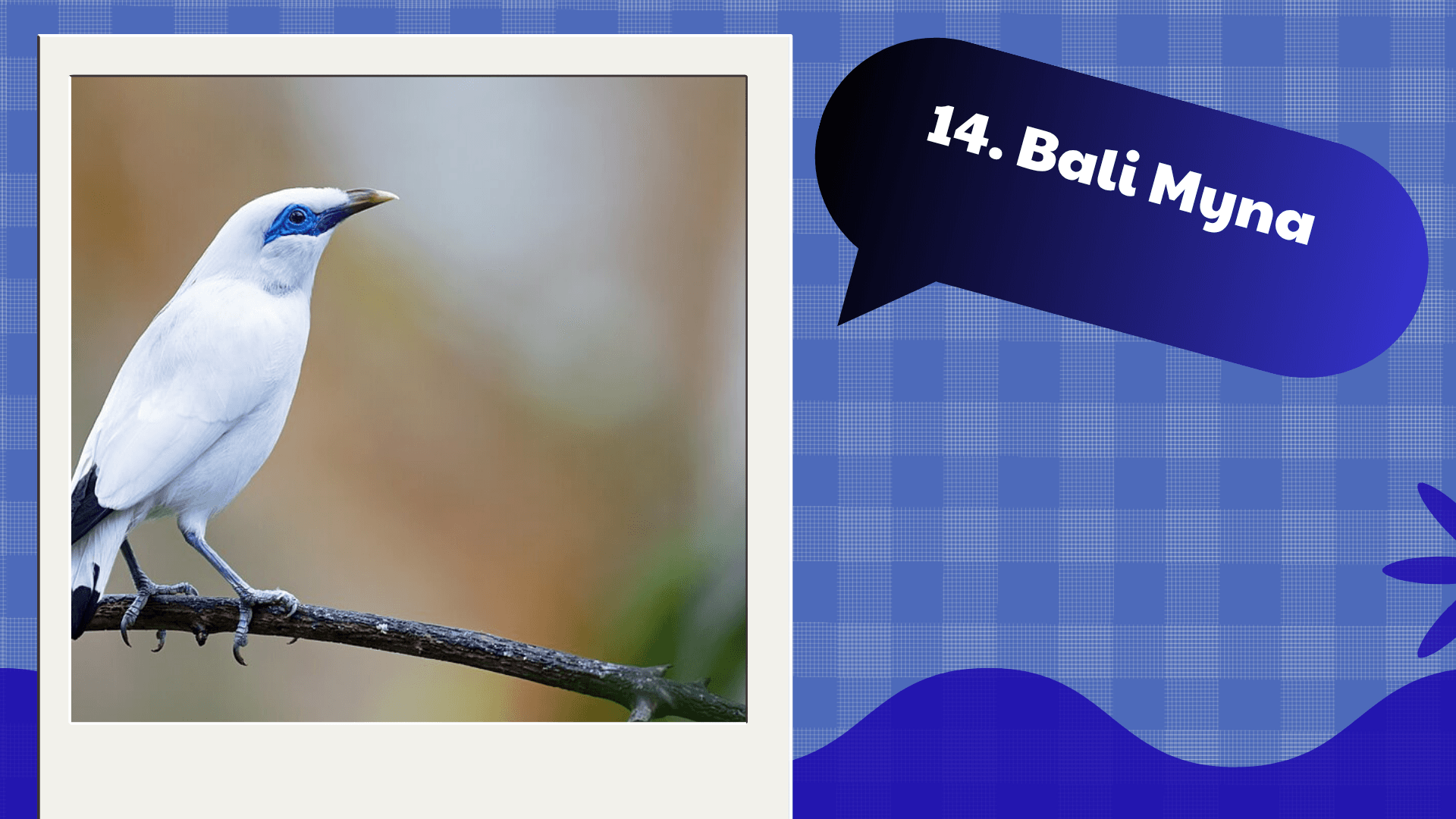 Bali Myna