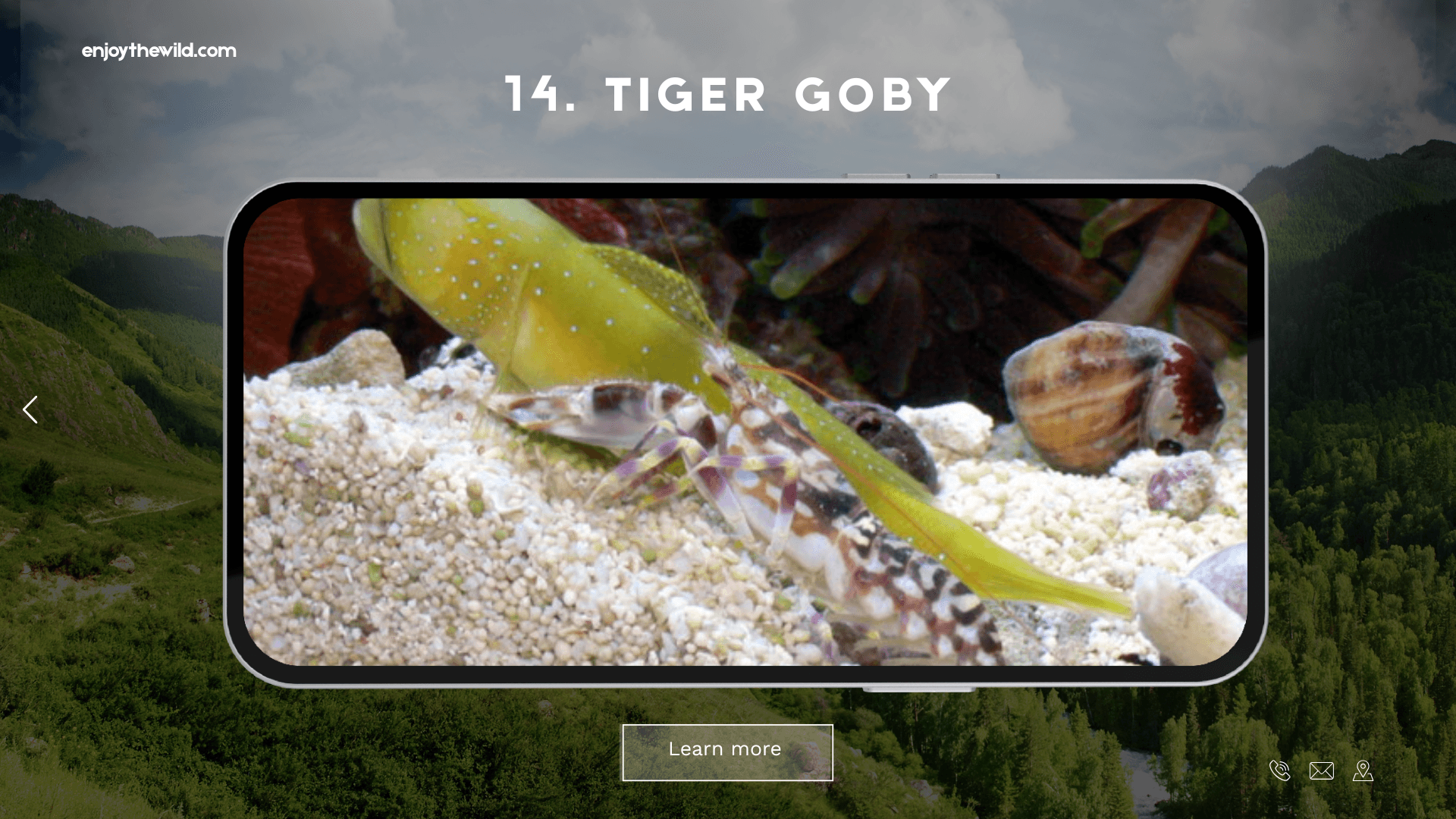 Tiger Goby
