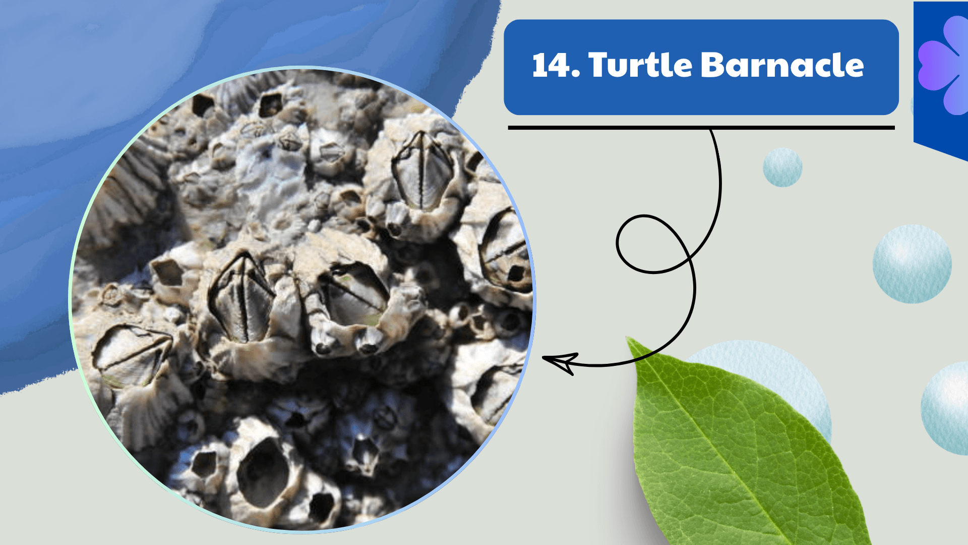 Turtle Barnacle