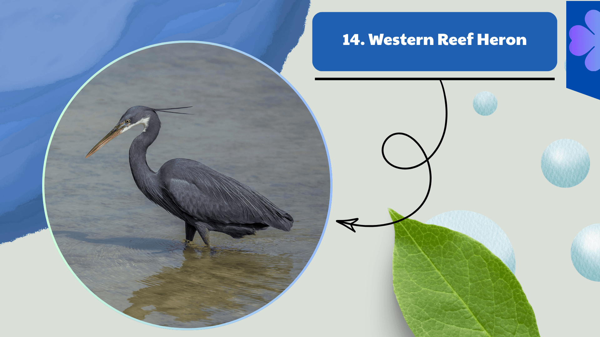 Western Reef Heron