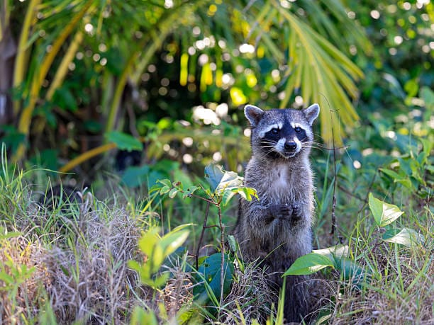 Bahaman-Raccoon
