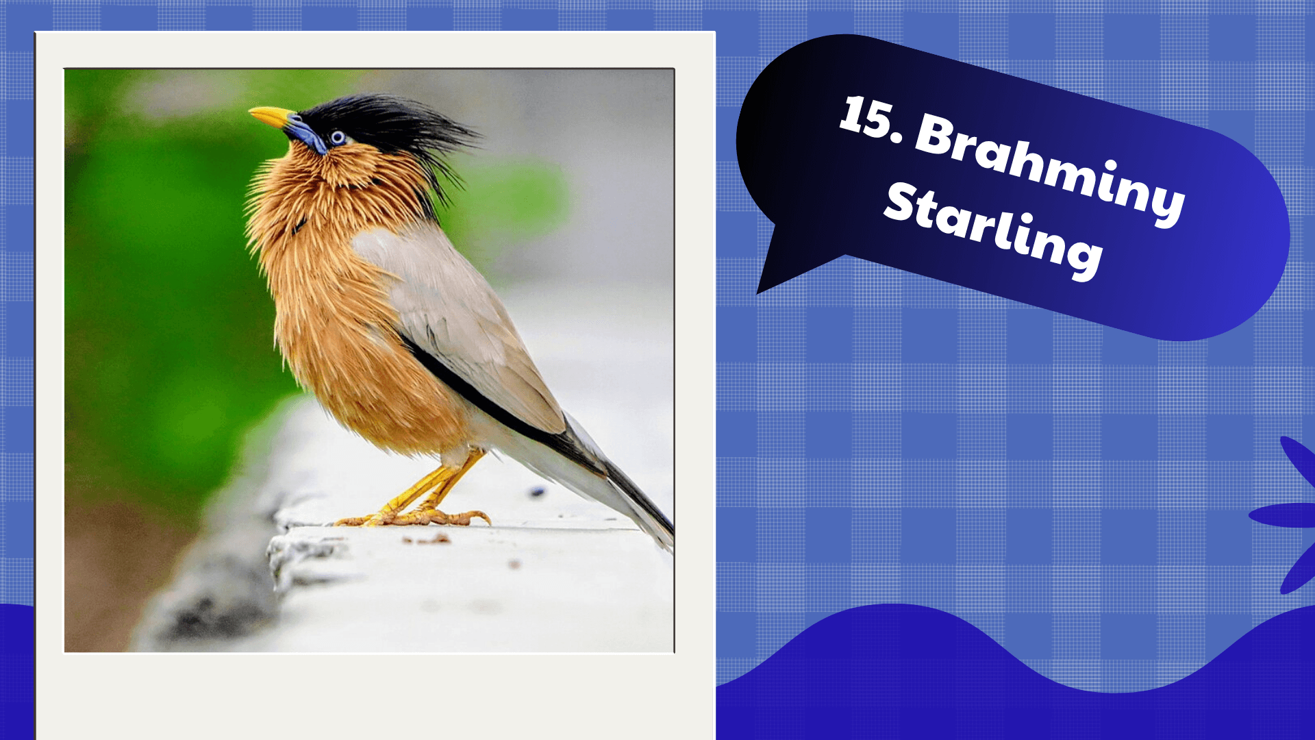 Brahminy Starling