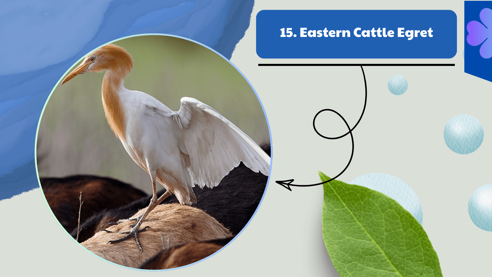 Eastern Cattle Egret