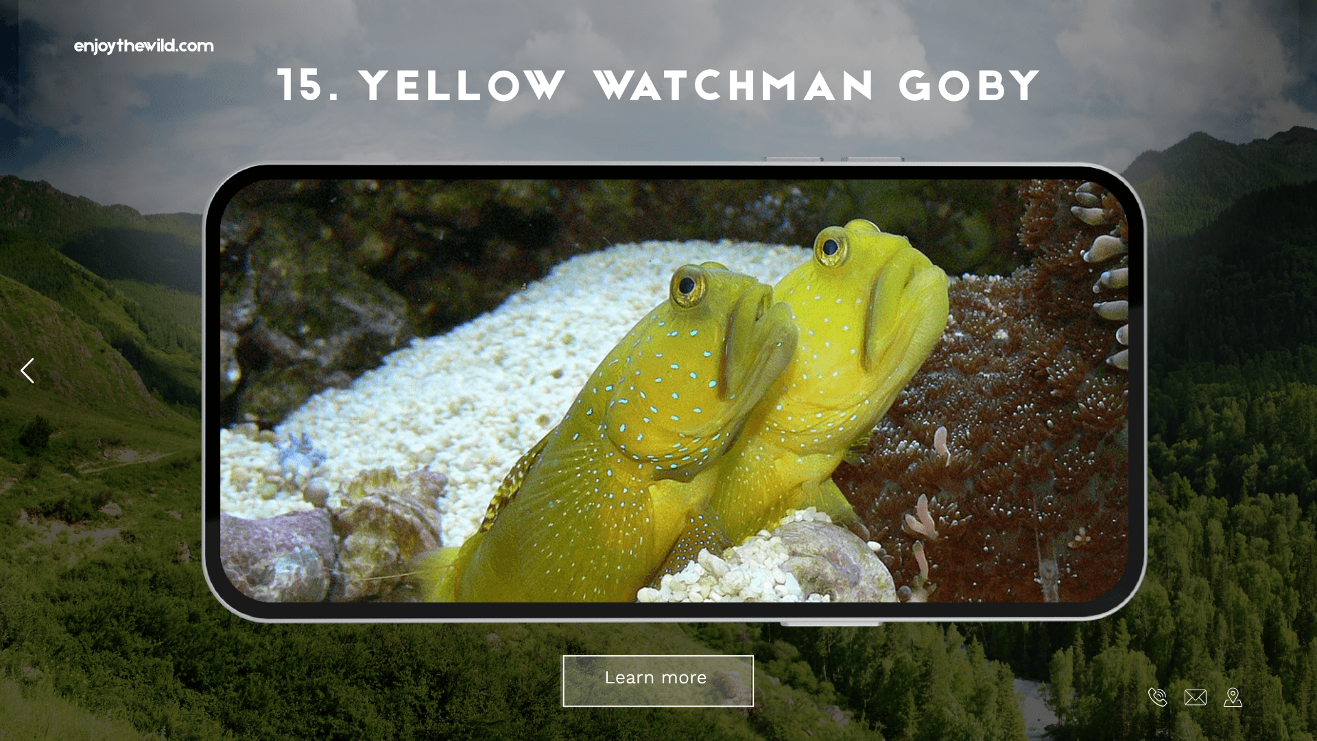 Yellow Watchman Goby
