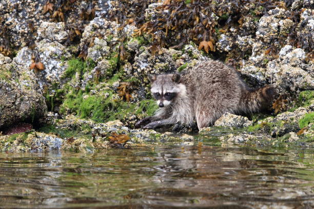 Vancouver-Island-Raccoon