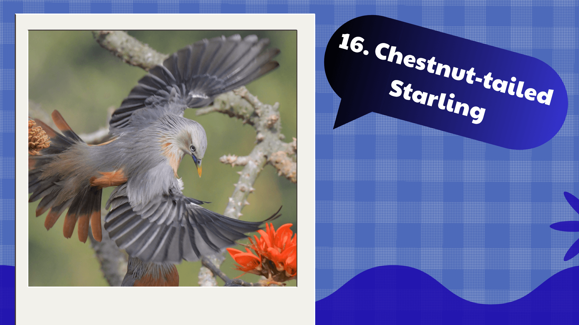 Chestnut-tailed Starling