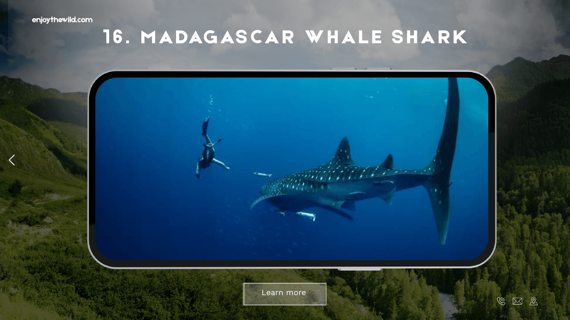 Madagascar Whale Shark